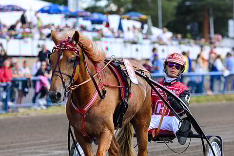 Jockas Rita ravihevonen suomenhevonen