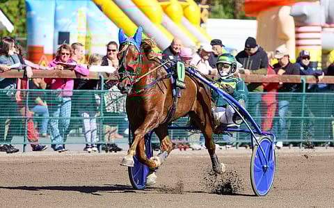 Raviurheilu hevosurheilu ravihevonen