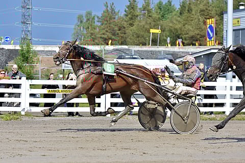 Millie De Veluwe on yksi Hevosmiehet Oy:n omistamista hevosista.
