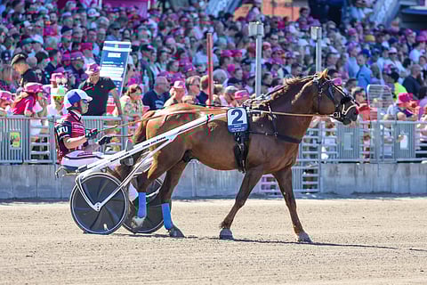 Evartti suomenhevonen Elitkampenissa Solvallassa 2024