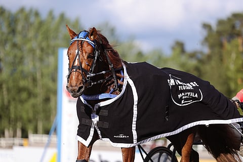 Ypäjä Pormestari tekee nousua sarjoissaan.