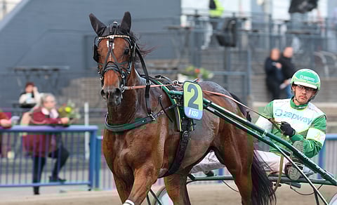 Evert Knows on pelaajien luottohevonen Jokimaalla.