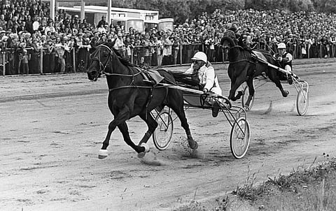 Ravihevoset Jixy ja Flight Boy