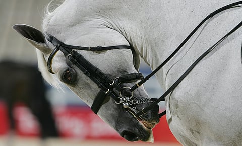 Tästä kyse jälleen, rullauksesta, mutta tällä kertaa estekisoissa.