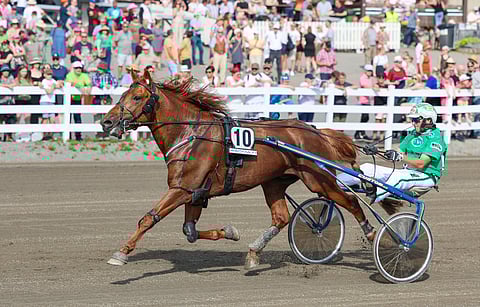 Ravikuningas V.G. Voitto kilpailee lauantaina Seinäjoella.