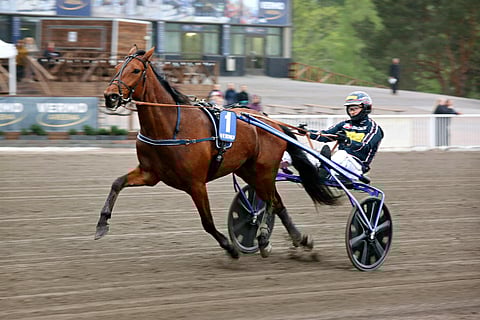Janne Korpi ja Kinglet Bird