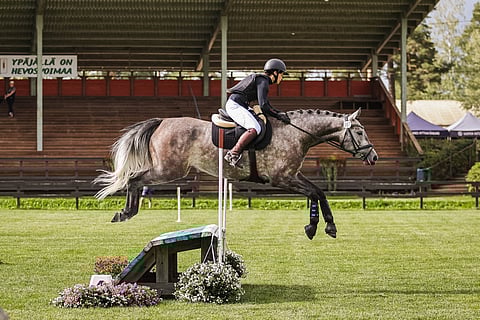 Verdissimo on estesukua, mutta kenttähevonen siitä tulee.