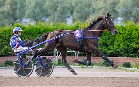 Albarino Sala palkittiin viime kauden parhaana 4-vuotiaana lämminveriruunana.