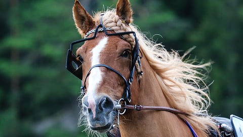 Tähtisprintteri kutistui viiden hevosen lähdöksi H.V. Tuurin poisjäännin myötä.