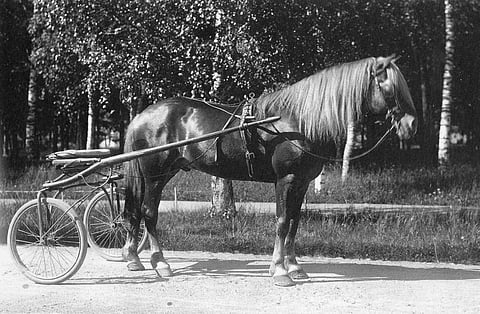 Huovista tuli Suomen ensimmäinen virallinen ravikuningas.