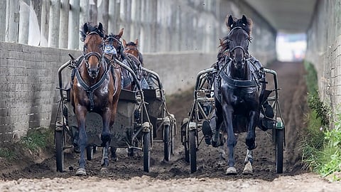 3-vuotiaat Leaderboard (Face Time Bourbon) ja Okocha Boko (Raja Mirchi) treenaavat 700 metrin pituisella katetulla suoralla.