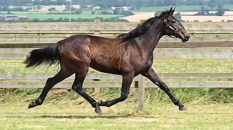 Huutokauppa Ruotsissa