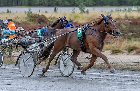 Ravihevonen Pankeri rattaillaan Antti Veteläinen Kuusamo 15.9.2024