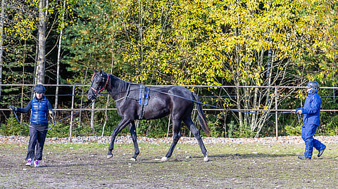 Getsu Combo on Jarkko Ristimäen mukaan iso ja fiksu varsa. Jarkko ja Reetta Ristimäki hoitavat kahdestaan kaikkien tallin hevosten opetuksen.