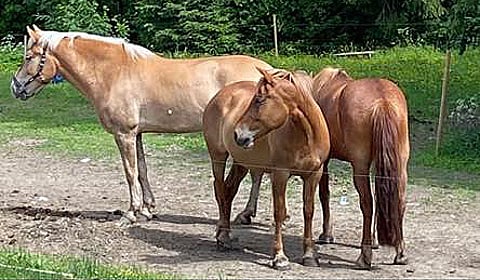 Esko eli suomenhevosruuna Ekstaasi Rols on kuvassa keskellä.