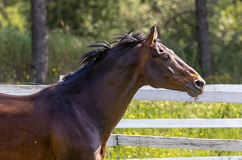 26-vuotias FWB-ori Konstantinos KS vietti hienon viimeisen kesän. Ori oli kilpahevonen viimeisen päälle.