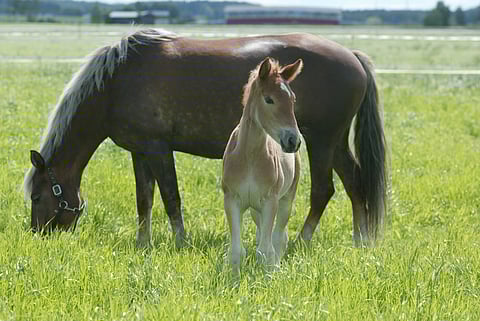 Suomenhevostamma ja varsa laitumella