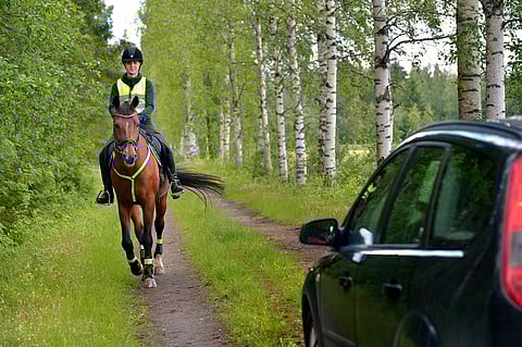 Hevoseen liikenteessä tulee suhtautua vähän samoin kuin lapseen: se voi toimia yllättävästi.