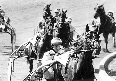 Black Laukko oli suomalaisen raviurheilun kiintotähti kaksivuotiaasta alkaen.