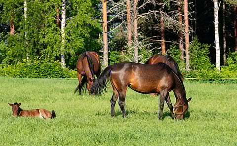 Laitumet sitovat ilmakehässä olevaa hiilidioksidia, minkä takia niistä on tärkeää pitää huolta.