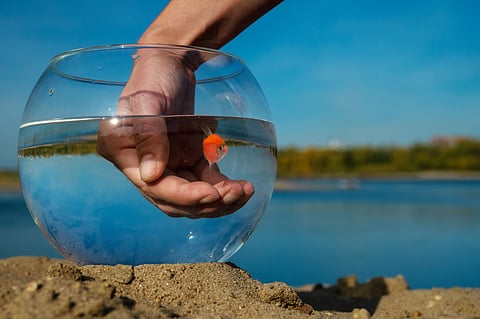 Hevosala on kuin kultakala liian ahtaassa maljassa, josta pitäisi lähteä suureen ulkomaailmaan.