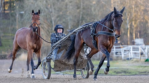 Gianluca tekee töitä kärryjen edessä valmentajansa Marinka Salmisen ohjastamana. Sen paras kaveri Red Rosa lähti lenkille mukaan häntähevosena.