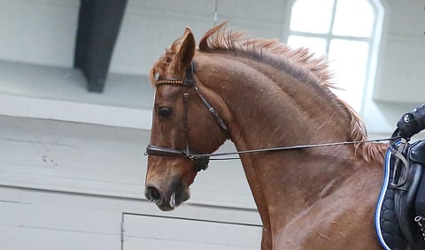 Jos oltaisiin Tanskassa, esimerkiksi kuvan Denzelillä voisi kilpailla tällä lailla ilman kuolaimia helpoissa luokissa.