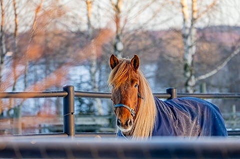 Hevosten hyvinvointia mitataan ravitsemuksen, pito-olosuhteiden, terveyden ja lajityypillisen käyttäytymisen perusteella.