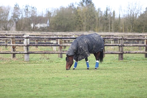 Vapaapäivä. Idao de Tillard mielipuuhassaan nyhtämässä ruohoa alle vuorokausi talvimeetingin pääkilpailun jälkeen.