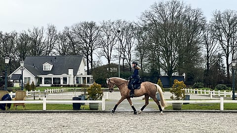 Ibizas Butterflip on korkeajalkainen ja erikoisenvärinen. Takana näkyy Robinsonien kotitalo keskellä kuuminta ratsuhevoskeskittymää, Hollannin Rielissä.