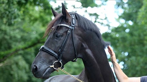 Kuvassa ns. ruotsalainen eli pull back -turparemmi, jossa on leuan alla erillinen kiristysosa ja pehmuste.