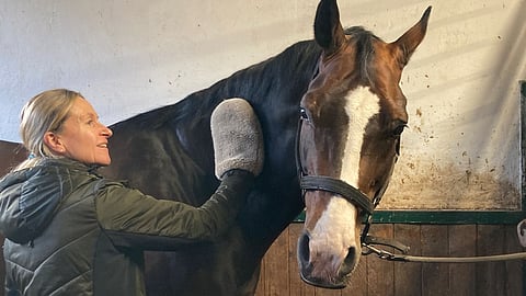 Viimeistely lampaankarvahanskalla. Frisco kiiltää kuin öljyttynä. Ja saattaa se sitä hieman ollakin.