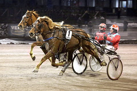 Toman Toivo voitti Vermossa Talvimeeting-karsinnan 22.1.2025. Harri Koivunen ja Toman Toivo tulevat hyvin juttuun kaviouralla.