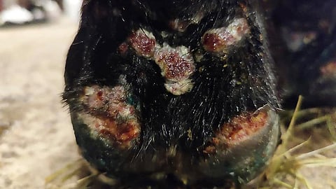 Vuohisrokko parapox-virus