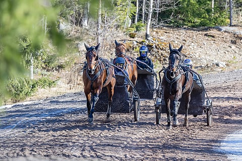 Treenitriona Fancy Match ja Kaisa Rehula (vas.), takana Aileen Base ja Heidi Torsti sekä Joni-Petteri Irri ja Midas Match (oik.), jonka starttaamista valmentaja Irri odottaa vesi kielellä.