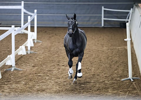Oh Boy FG aloitti testinsä. Askellajihevoset eivät enää pyöri entiseen tapaan keskellä maneesia, vaan ne kiertävät hyppyhevosten tapaan kujaa.