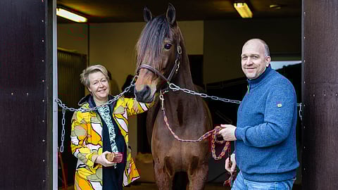 Trivian-kasvattajat Anne ja Teemu Punavaara jatkavat satsauksiaan siitostammoihin ja ostivat suvukkaan Callela Ladybirdin.
