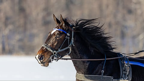 Magnituden 3-vuotiskauden ykköstavoite on Kriterium.
