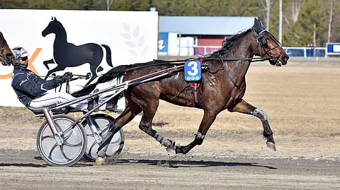 Panu Ahosen Picture This aloitti tyylipuhtaalla voitolla Kaustisella. Jatkossa Ahosta kiinnostavat Ruotsissa syntyneellä hevosella Uumajan lähdöt.