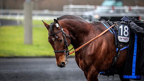 Kaksinkertaisen Prix d’Amérique-voittajan Idao de Tillardin ensimmäiset varsat syntyivät 2024.