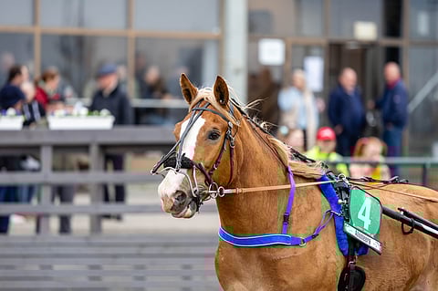 Stallone on yksi Suomen suurimmista toivoista Solvallassa.