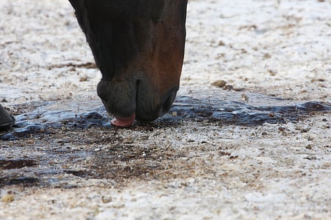 Hiekansyönti on monen hevosenomistajan painajainen.