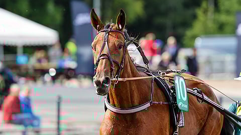 Valmentaja Marika Enoranta uskoo Up Down Lilyn suorittavan tasollaan pienestä tauosta huolimatta.