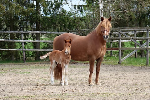 Ukaasi ja sen vielä nimetön varsa Lissun Eerikistä.