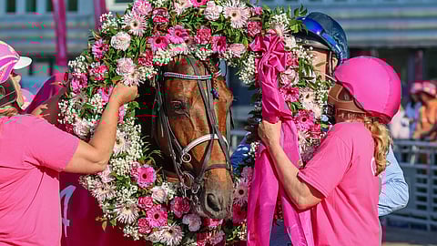 Horsy Dream ravihevonen