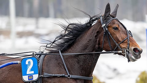 3-vuotias tamma Flory Combo