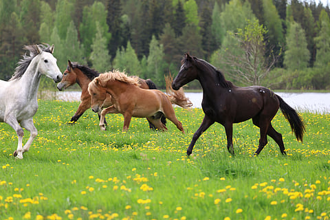 Huh hoppua. Vapaus on vasta alkanut. Vasemmalta: Coloubet, Nounours de Fer, Villibravo ja GK Sagittari.