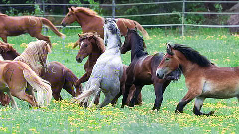 Orilaitumella on niin ravi- kuin ratsusukuisia nauttimassa kesästä Kymen-Karjalan hevosjalostusliiton järjestämällä laitumella.