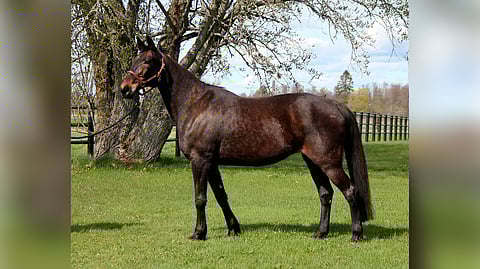 Passionate Kemp on pyöreässä kunnossa, voi hyvin ja on iloinen ja pirteä 24-vuotias kuningatar.