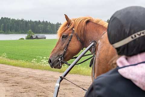 5-vuotias Caru on voittanut 28 kilpailustaan puolet.